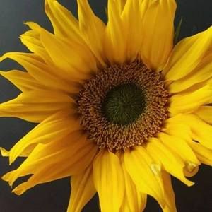 Meet your Posher, Daisy